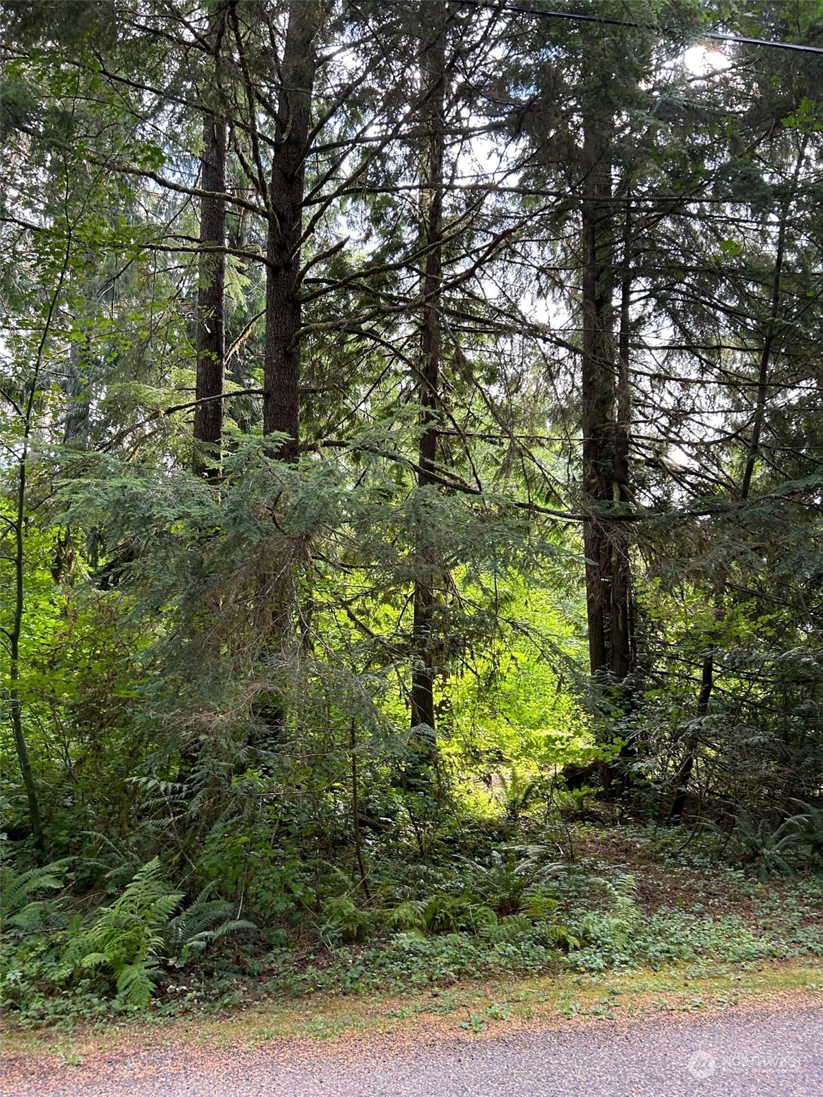 18032 Welcome Road Glacier, WA 98244 - Photo 3 of 8 a view of a forest