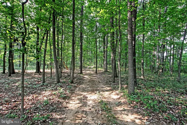 a view of a forest with trees in the background
