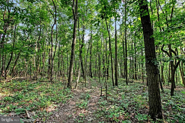 a view of outdoor space and green space