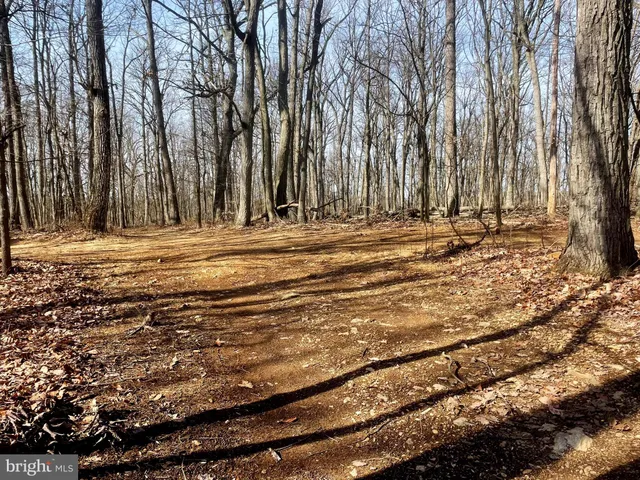 a view of a yard with trees