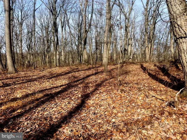 a view of a yard with trees