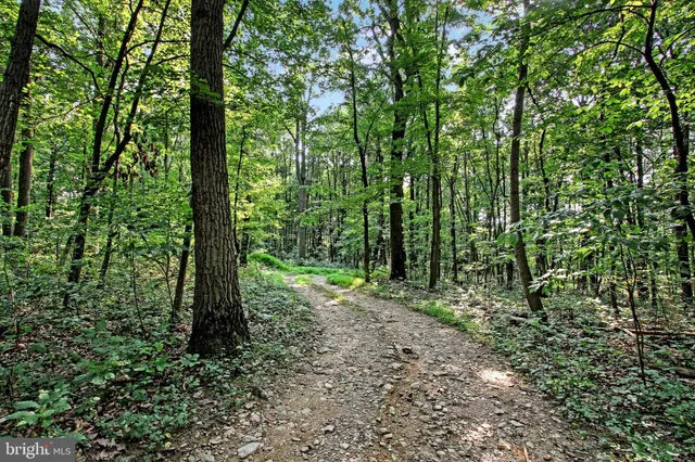 a view of outdoor space and trees
