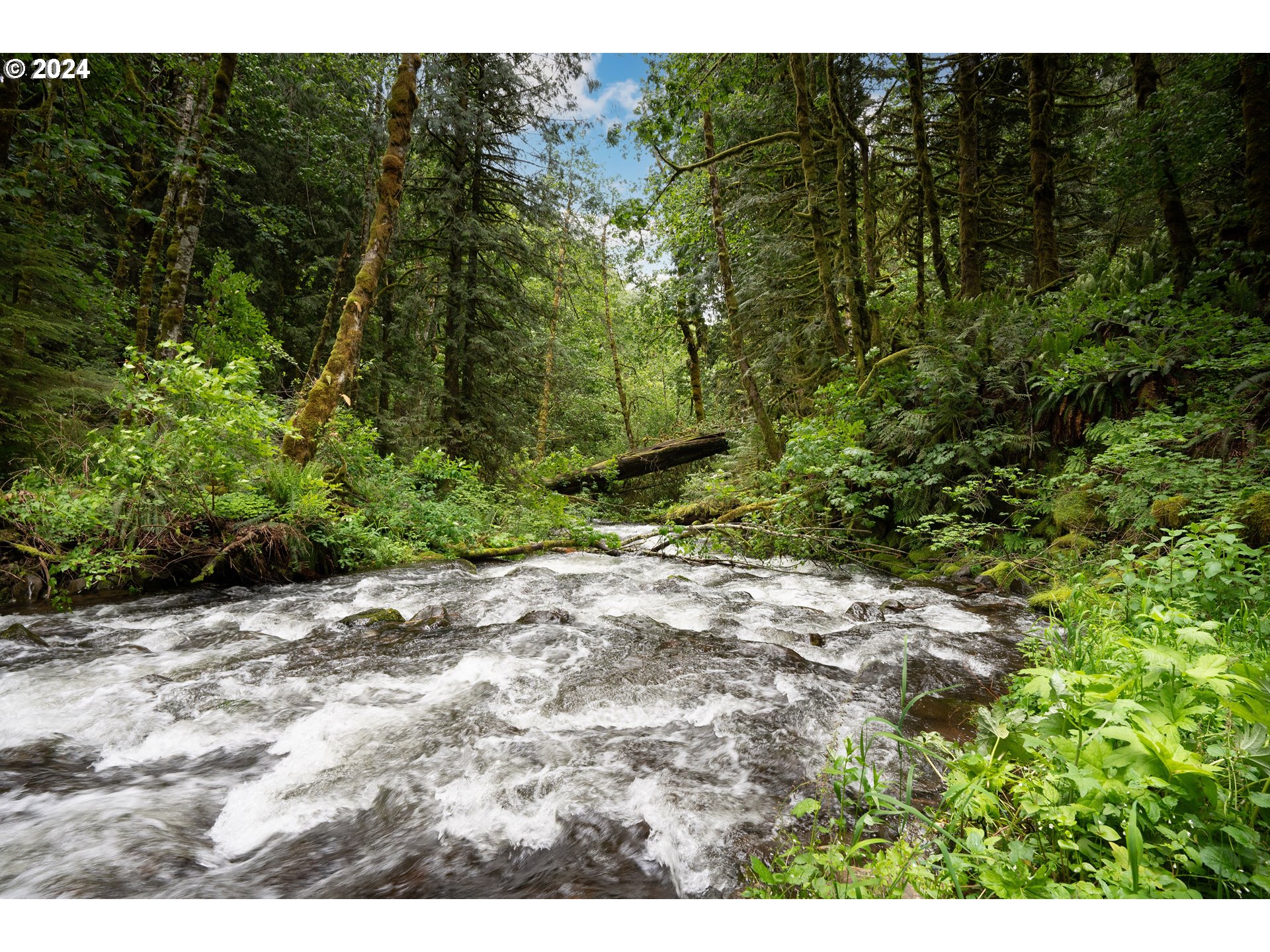 2162 Duncan Creek Road Stevenson, WA 98648 - Photo 34 of 38 a view of a yard with plants and large trees