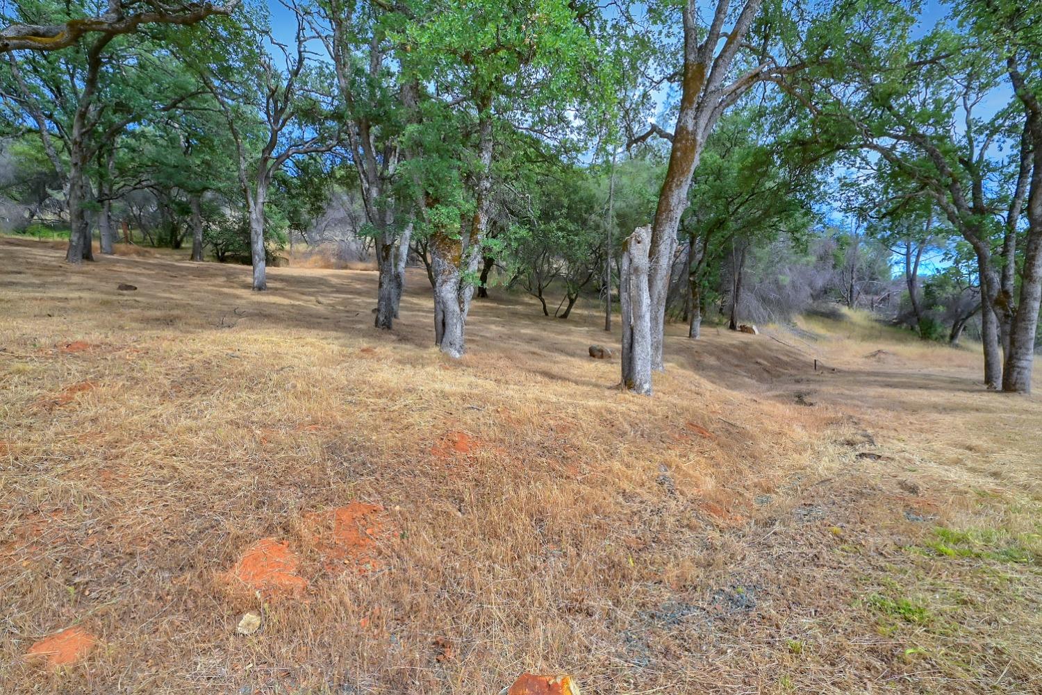 13680 Jessica Way Browns Valley, CA 95918 - Photo 69 of 74 a view of a tree in the middle of a yard