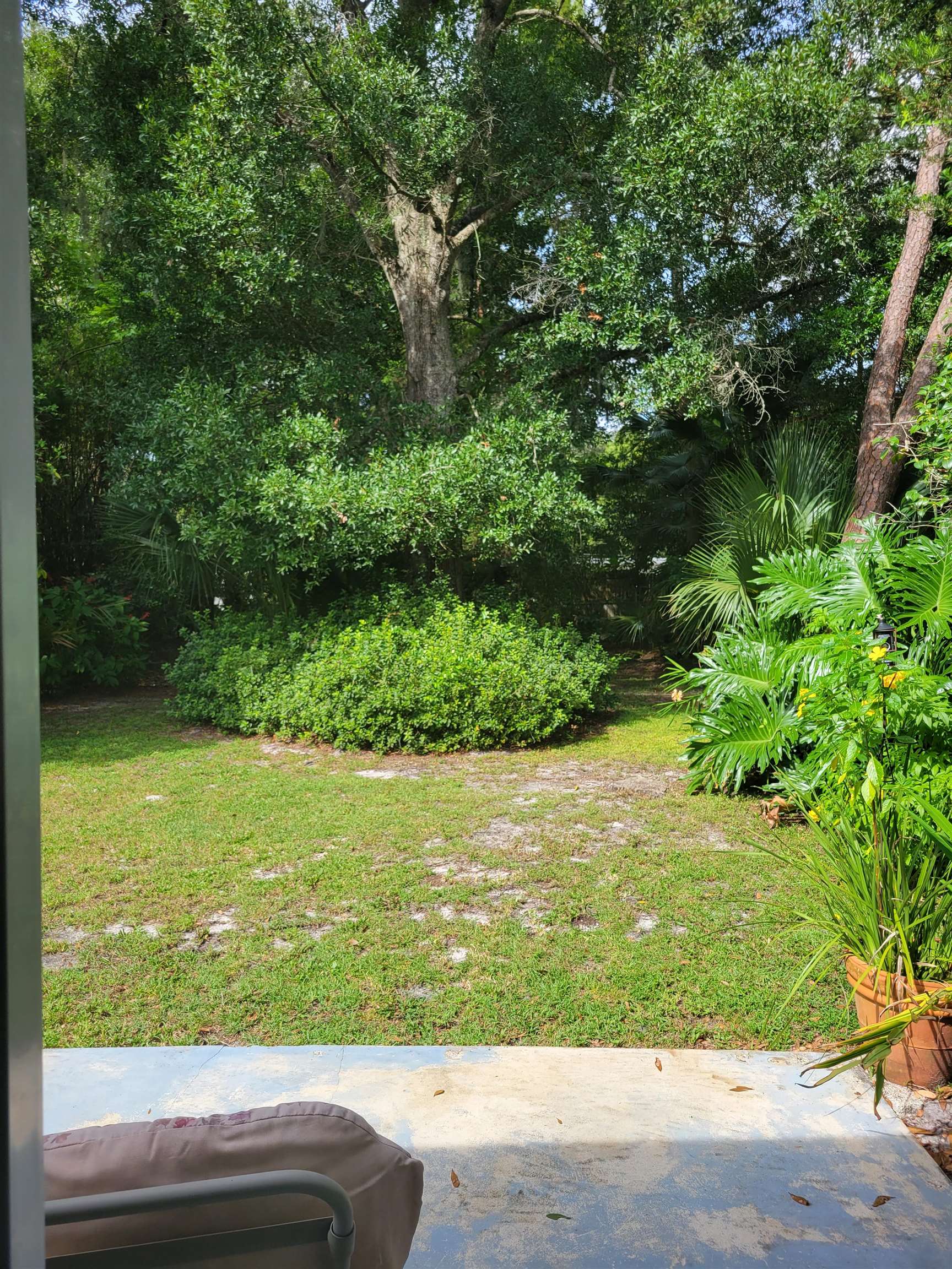 248 Spring Street St. Augustine, FL 32084 - Photo 32 of 50 a view of a yard with plants