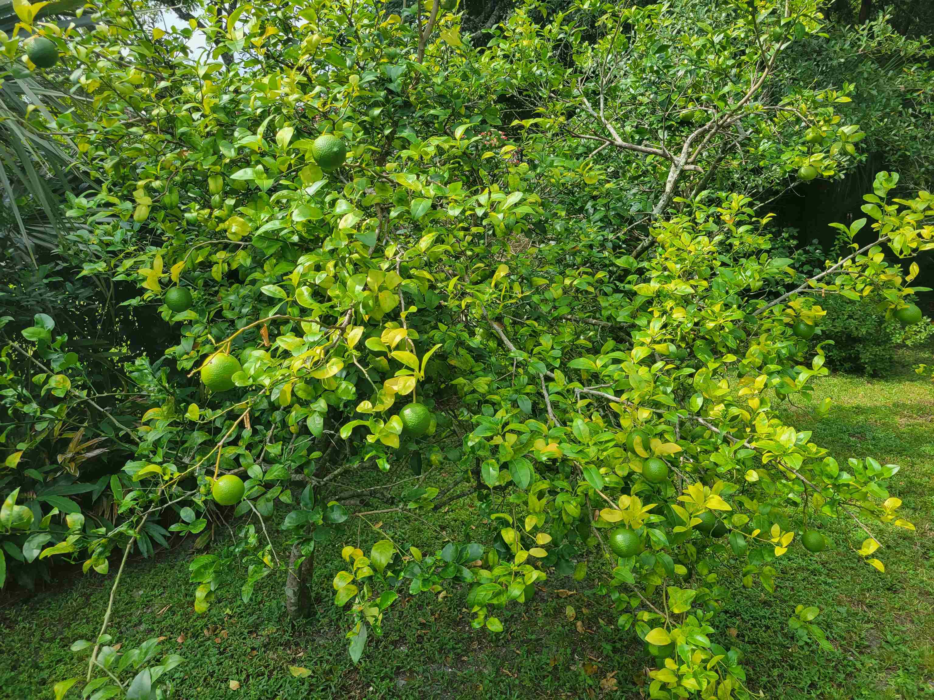 248 Spring Street St. Augustine, FL 32084 - Photo 34 of 50 a view of a lush green space