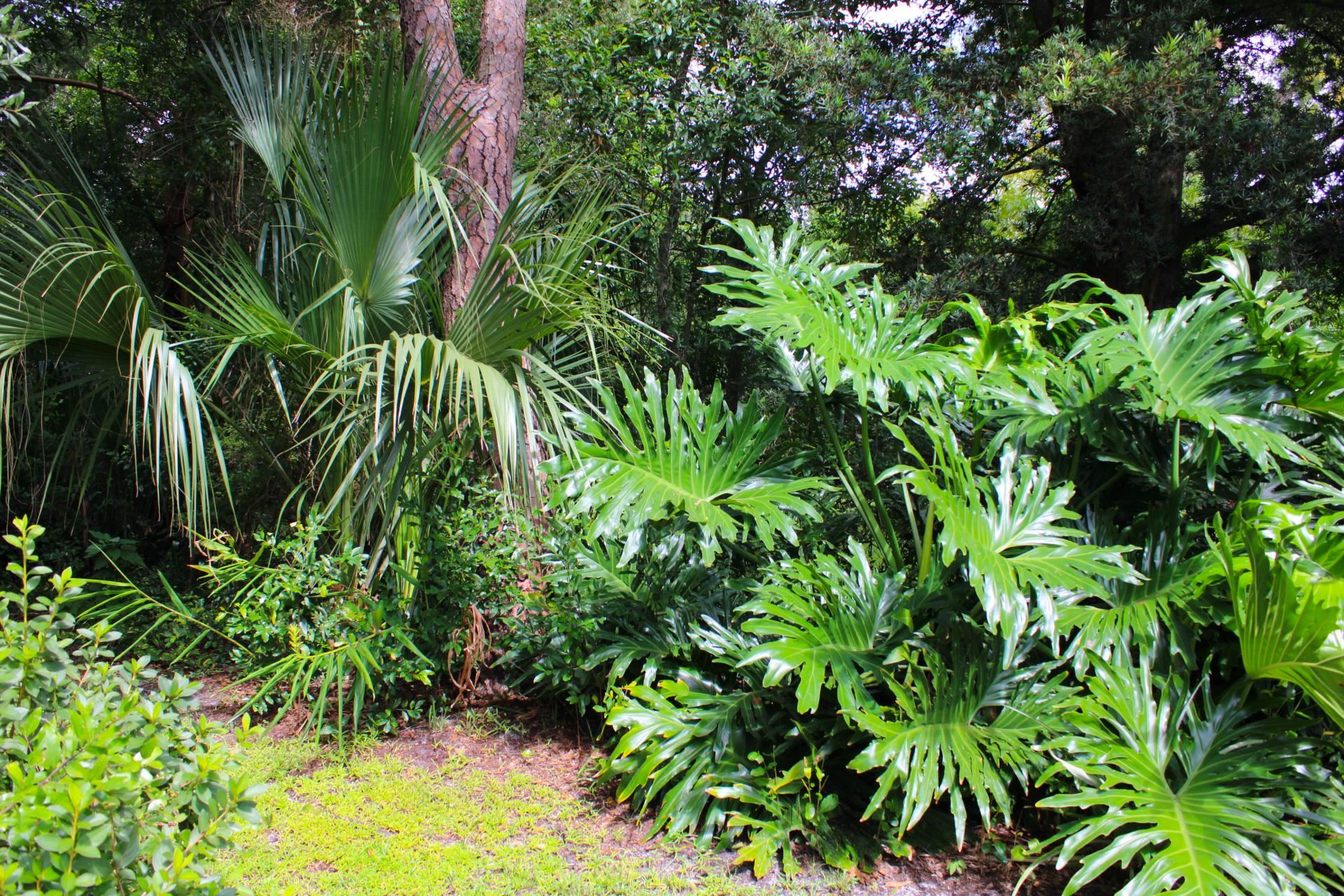 248 Spring Street St. Augustine, FL 32084 - Photo 37 of 50 a plant that is in a garden