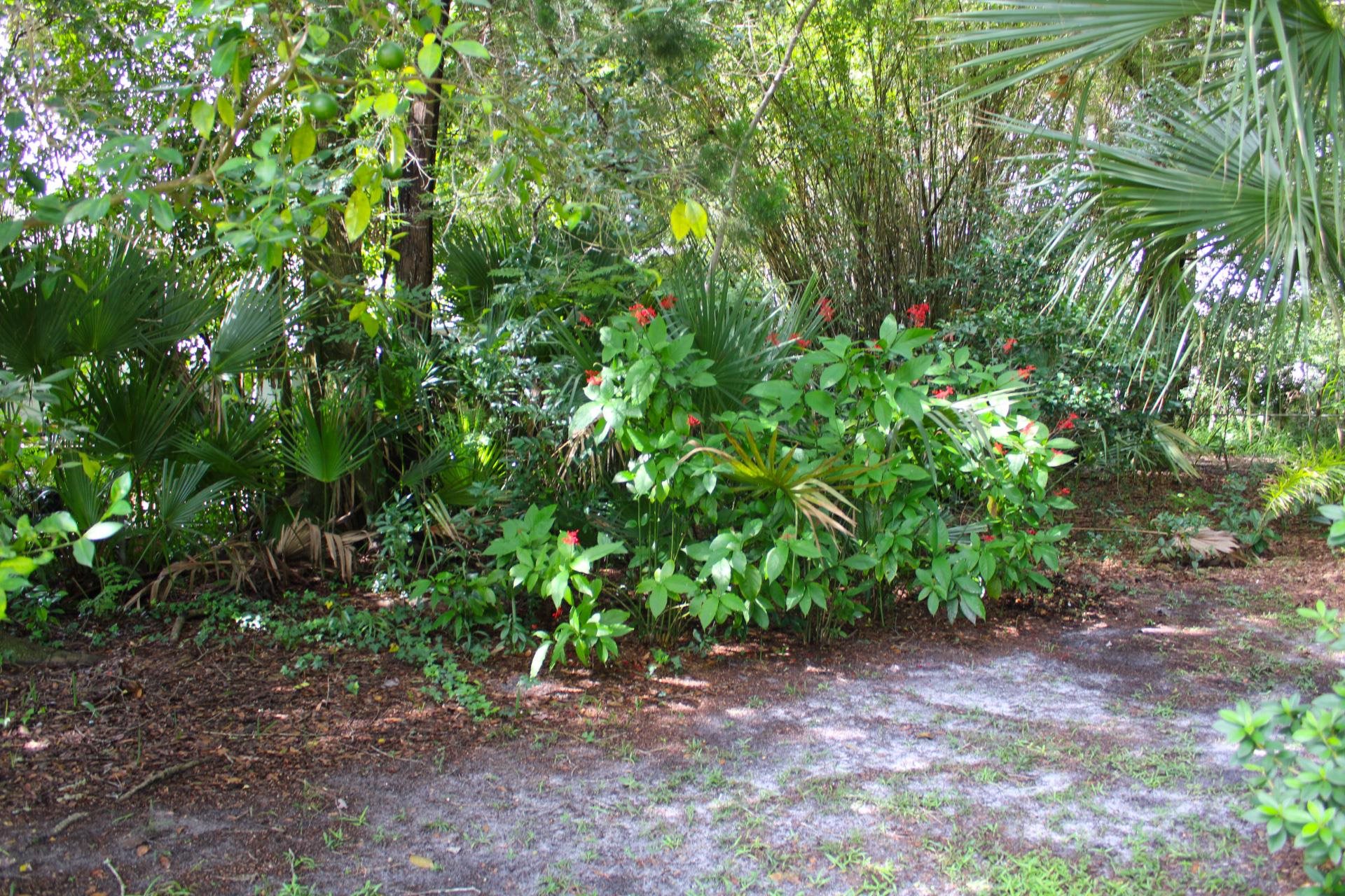 248 Spring Street St. Augustine, FL 32084 - Photo 40 of 50 a view of a plants and trees