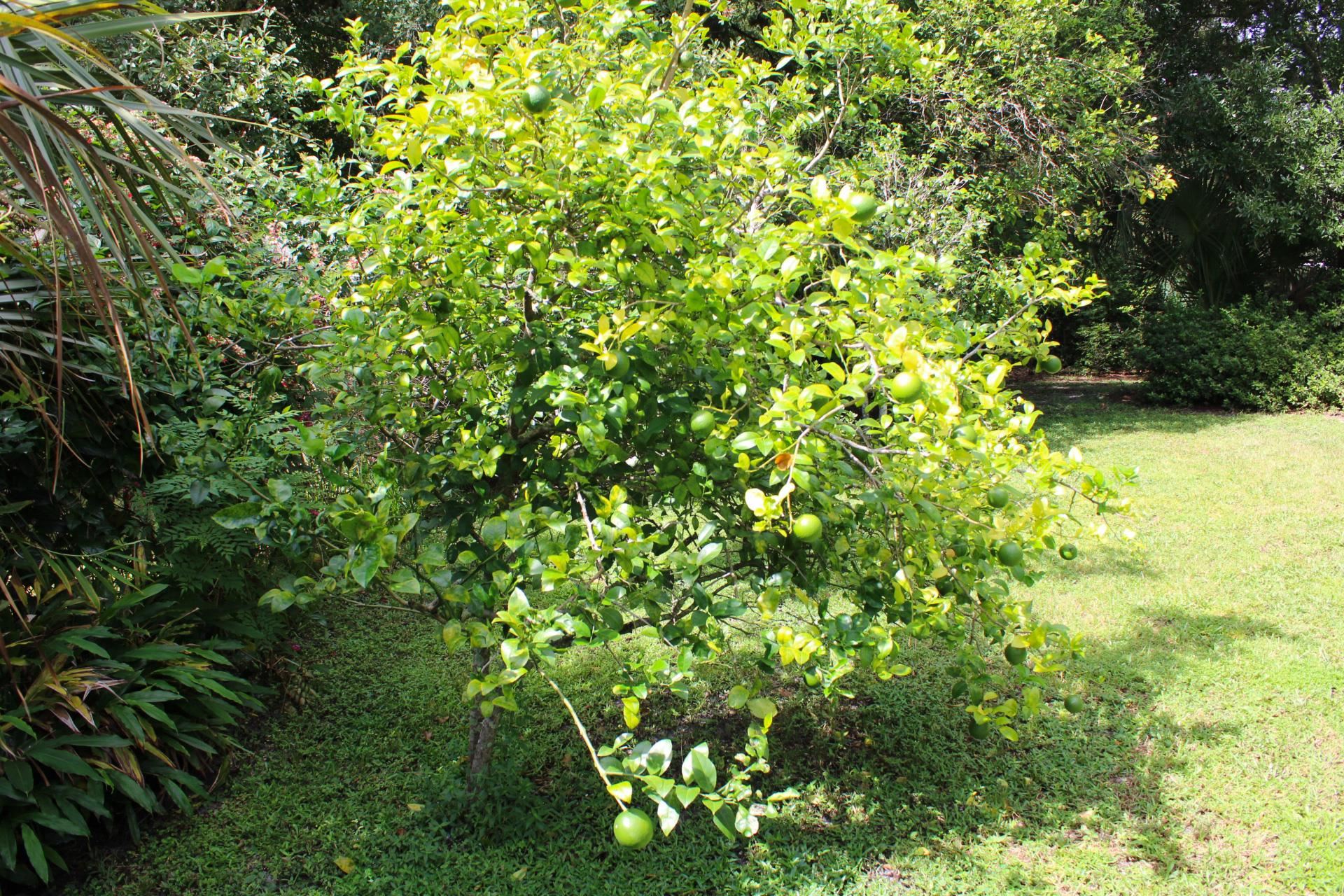 248 Spring Street St. Augustine, FL 32084 - Photo 41 of 50 a view of a tree in a yard
