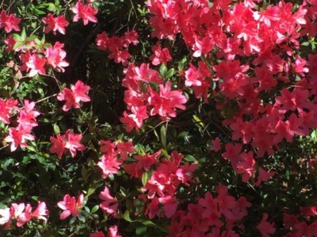 248 Spring Street St. Augustine, FL 32084 - Photo 47 of 50 a view of a flower