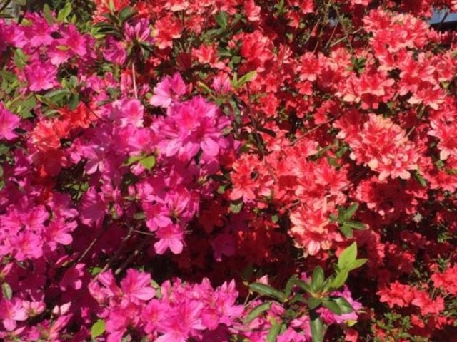 248 Spring Street St. Augustine, FL 32084 - Photo 48 of 50