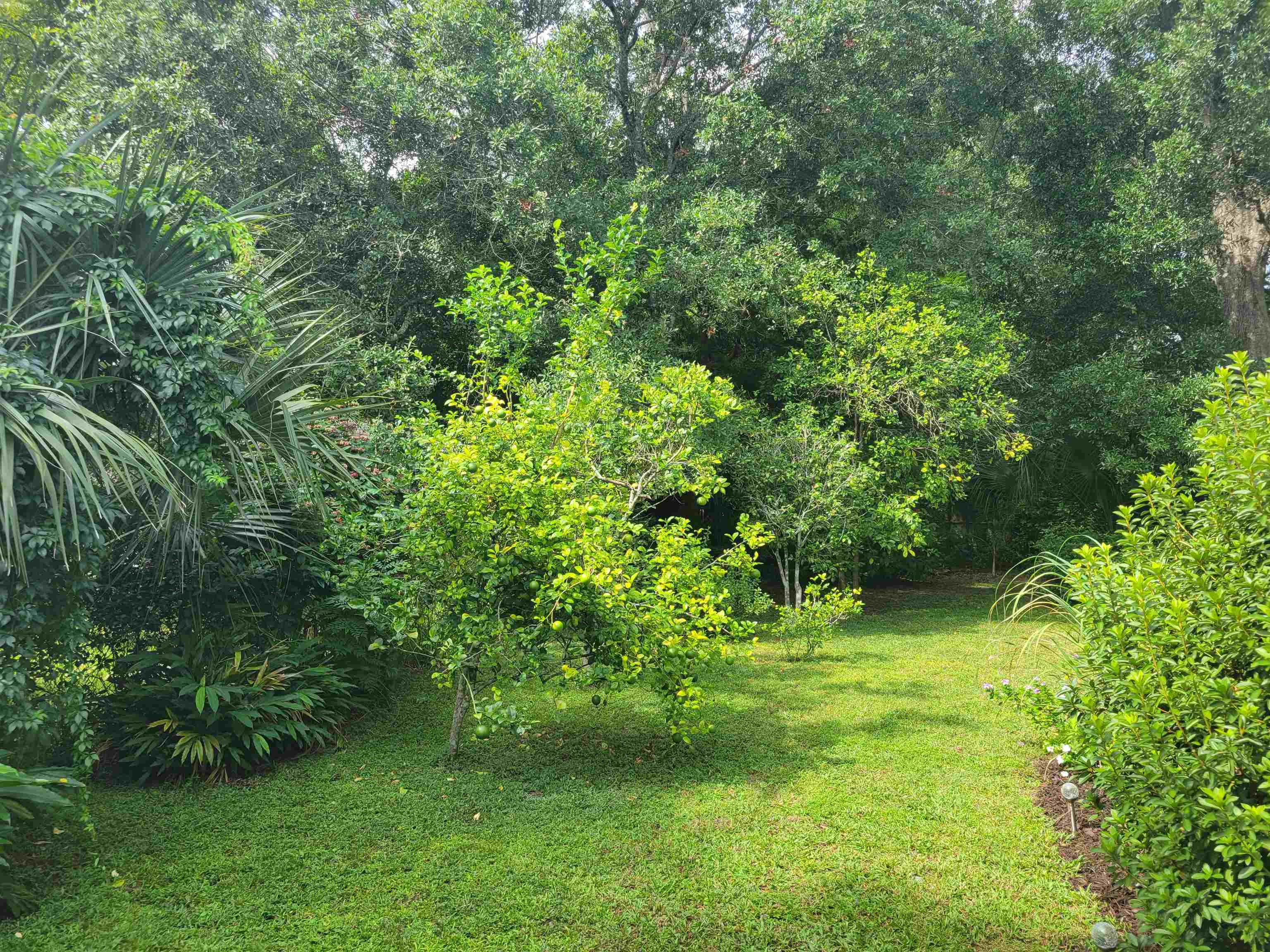 248 Spring Street St. Augustine, FL 32084 - Photo 49 of 50 a view of a garden