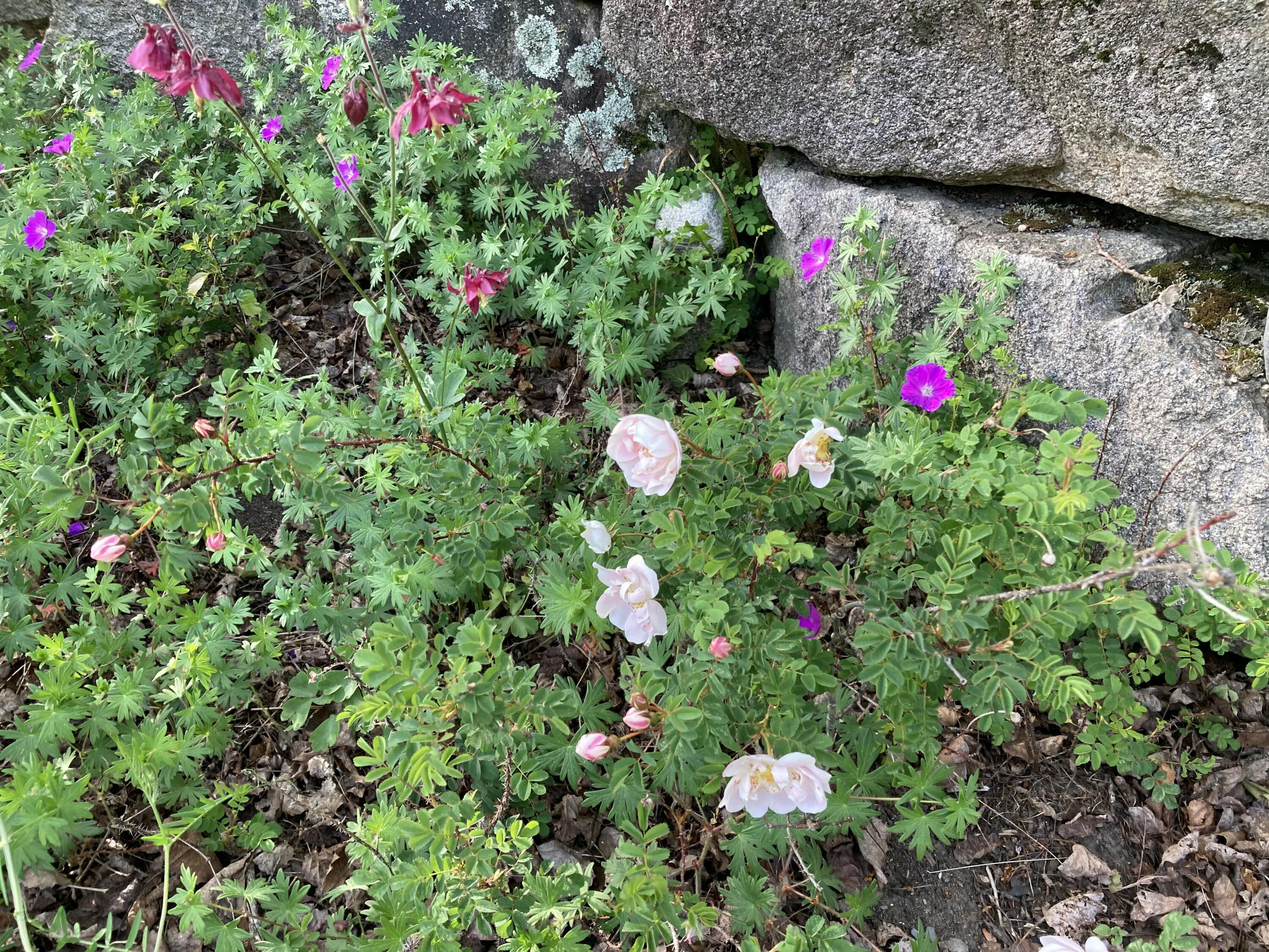 12 Bakers Point Road Steuben, ME 04680 - Photo 86 of 86 Scottish roses along driveway.