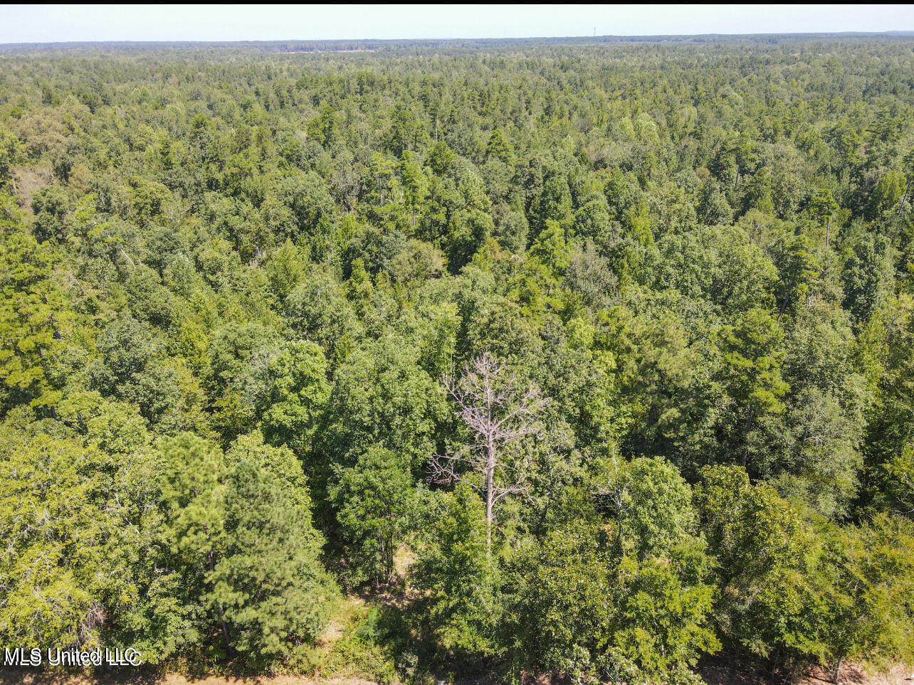 0 Shiloh Road Brandon, MS 39042 - Photo 3 of 5 IMG_9872