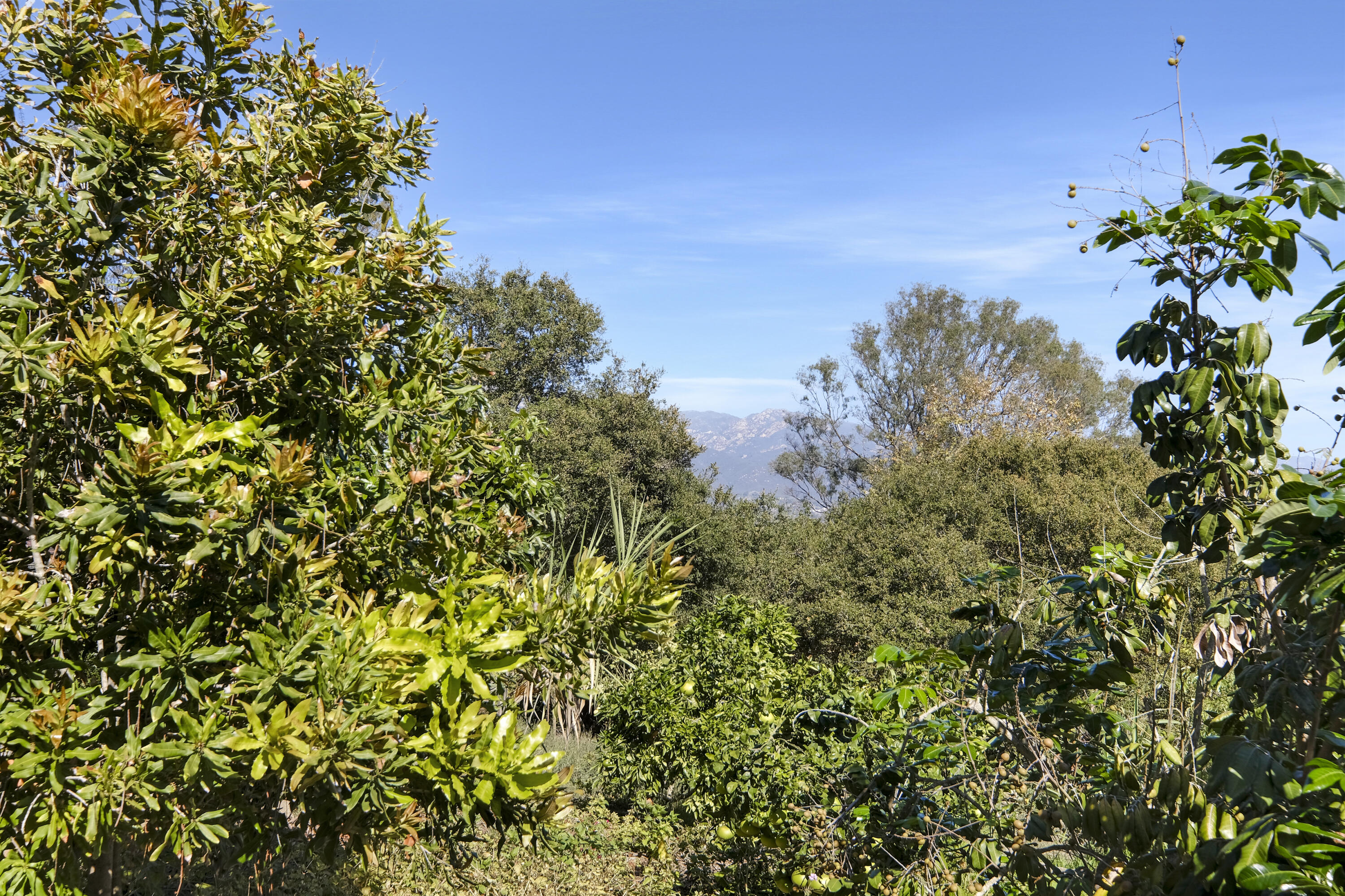 880 Veronica Springs Road Santa Barbara, CA 93105 - Photo 33 of 47 Avacado