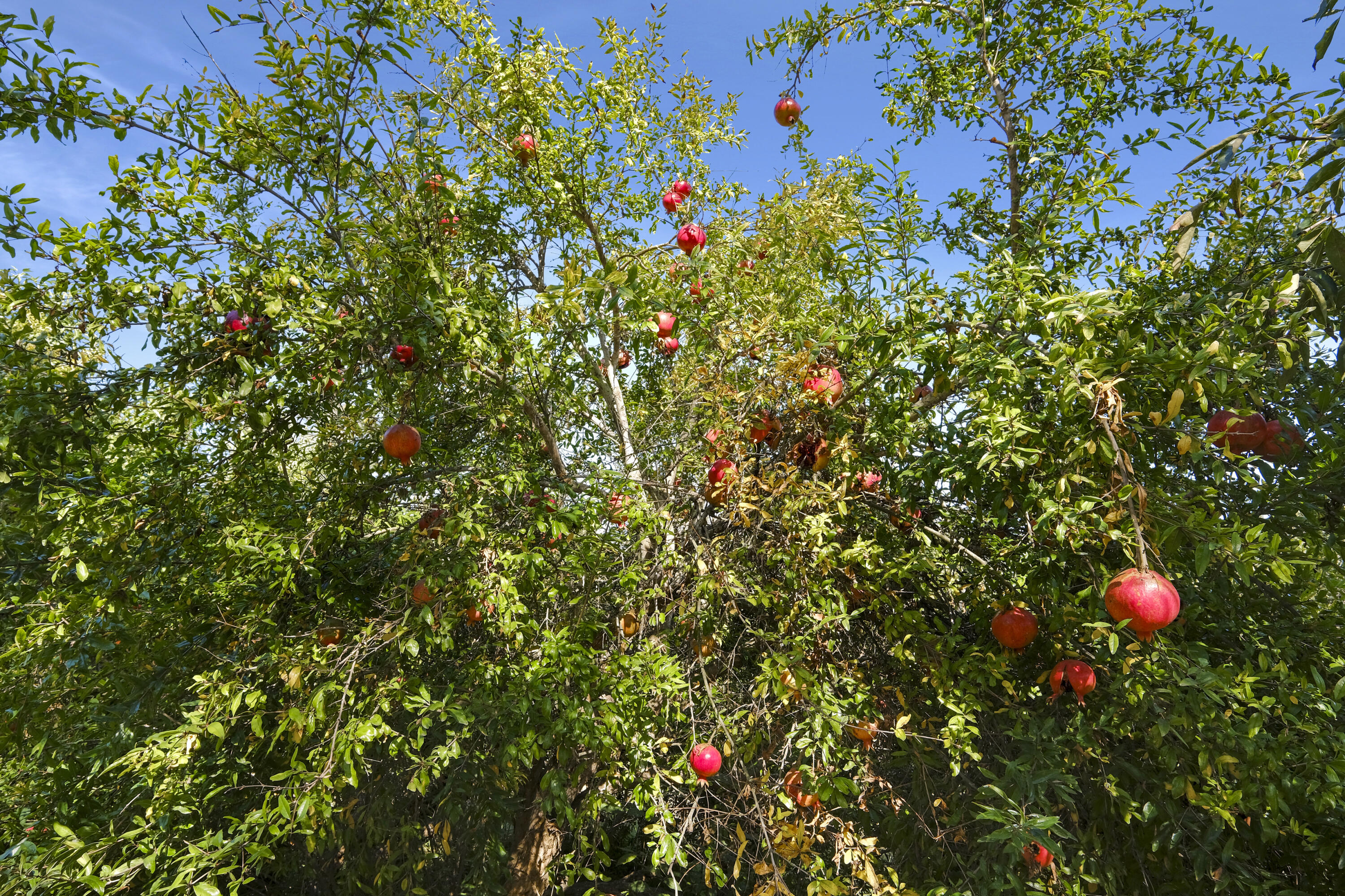 880 Veronica Springs Road Santa Barbara, CA 93105 - Photo 34 of 47 Pomegranate
