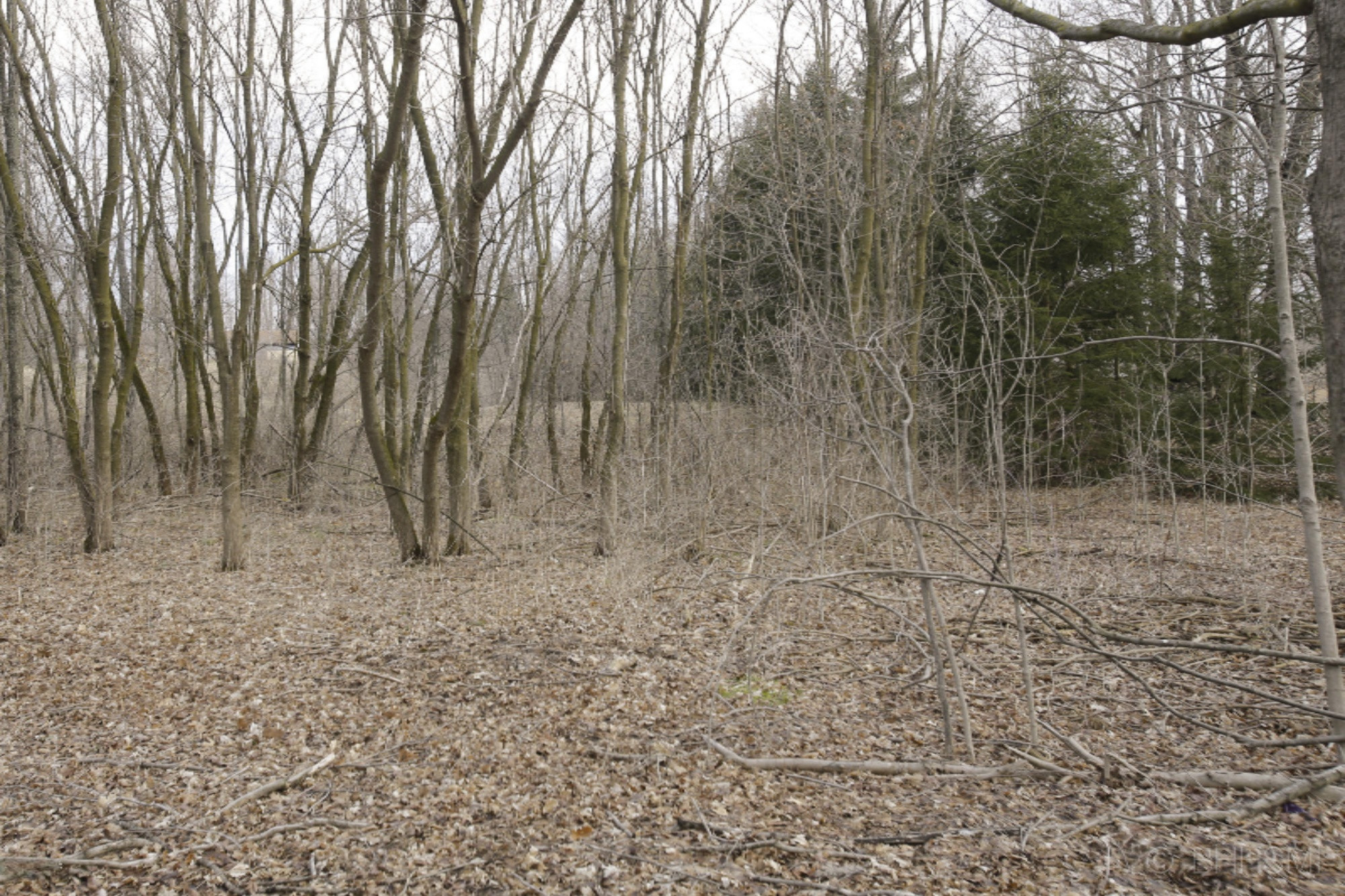 Lang Road Hickory Corners, MI 49060 - Photo 5 of 5 _I6A3393