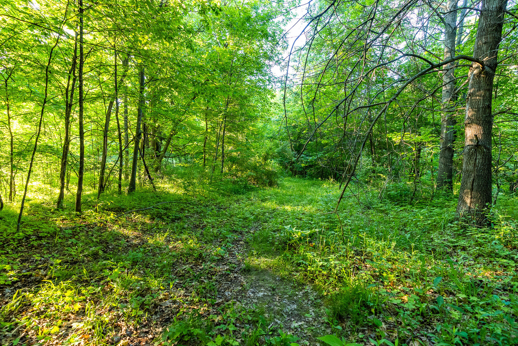 Lt0 Denzer Road North Freedom, WI 53951 - Photo 46 of 68 Sauk-County-WI-54-Acres-Land-For-Sale-46