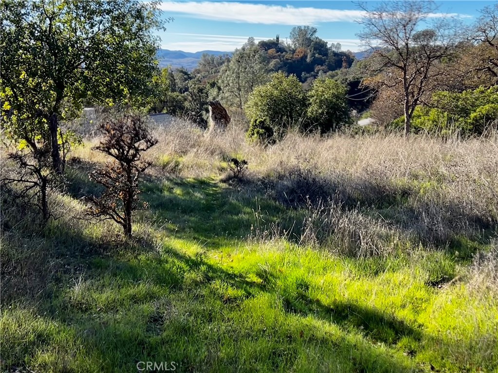 a view of a lake in a forest