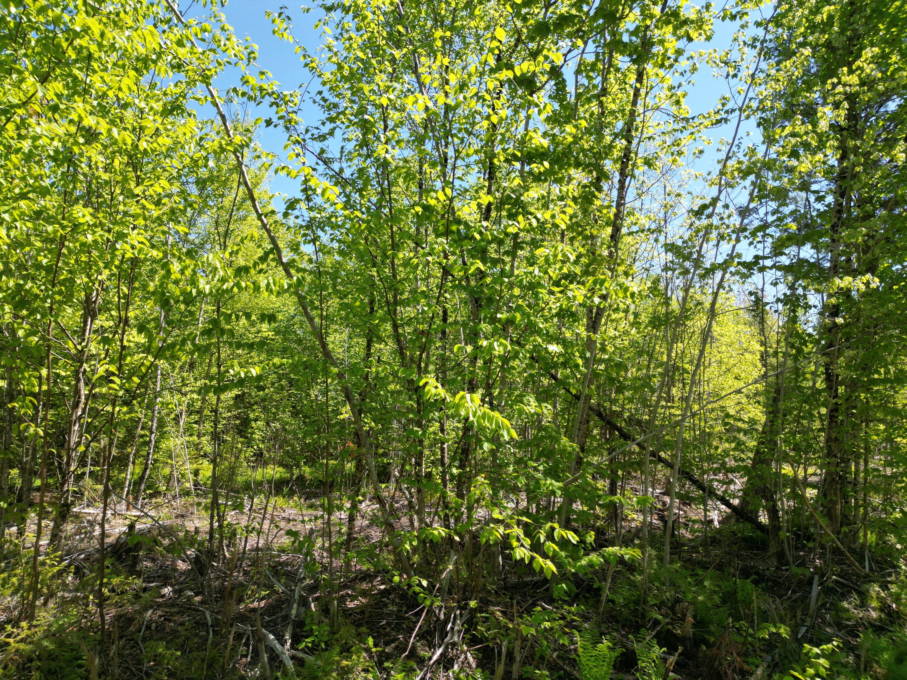 Lot 7 West Road Belgrade, ME 04917 - Photo 7 of 15 DJI_0046