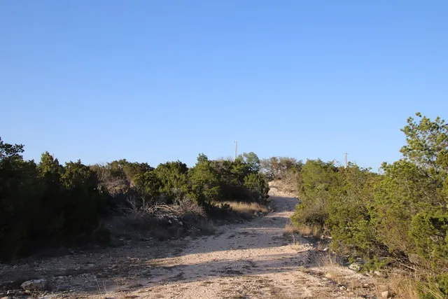 a close up of a tree
