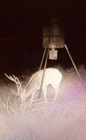 a view of a forest with trees in the background