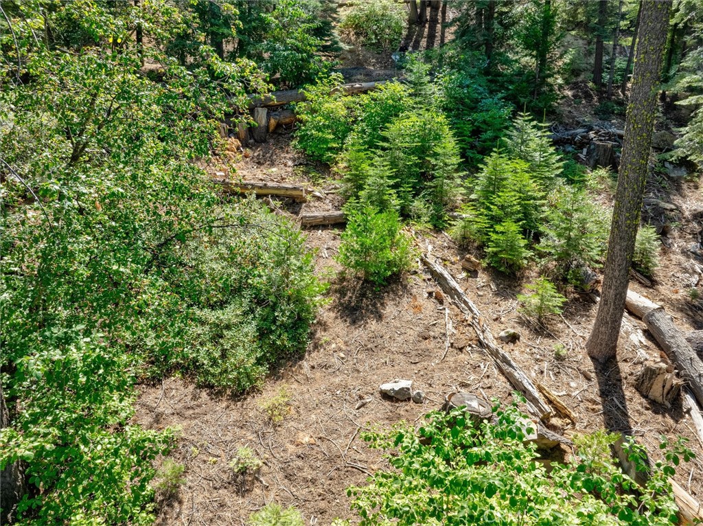 7419 Henness Ridge Road Yosemite National Park, CA 95389 - Photo 6 of 18 a view of a yard with plants and large trees