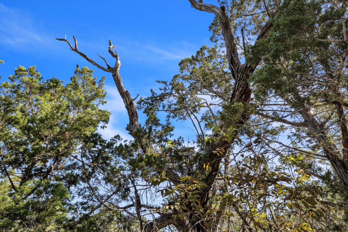 Tbd 17.9-acres Tbd 17.9-acres Altwein Road Blanco, TX 78606 - Photo 15 of 30 a picture of tree