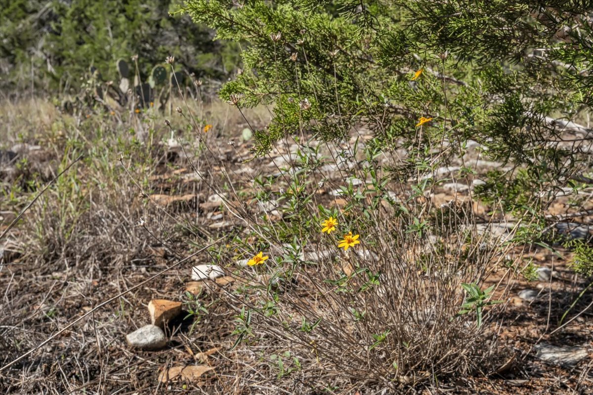 Tbd 17.9-acres Tbd 17.9-acres Altwein Road Blanco, TX 78606 - Photo 18 of 30