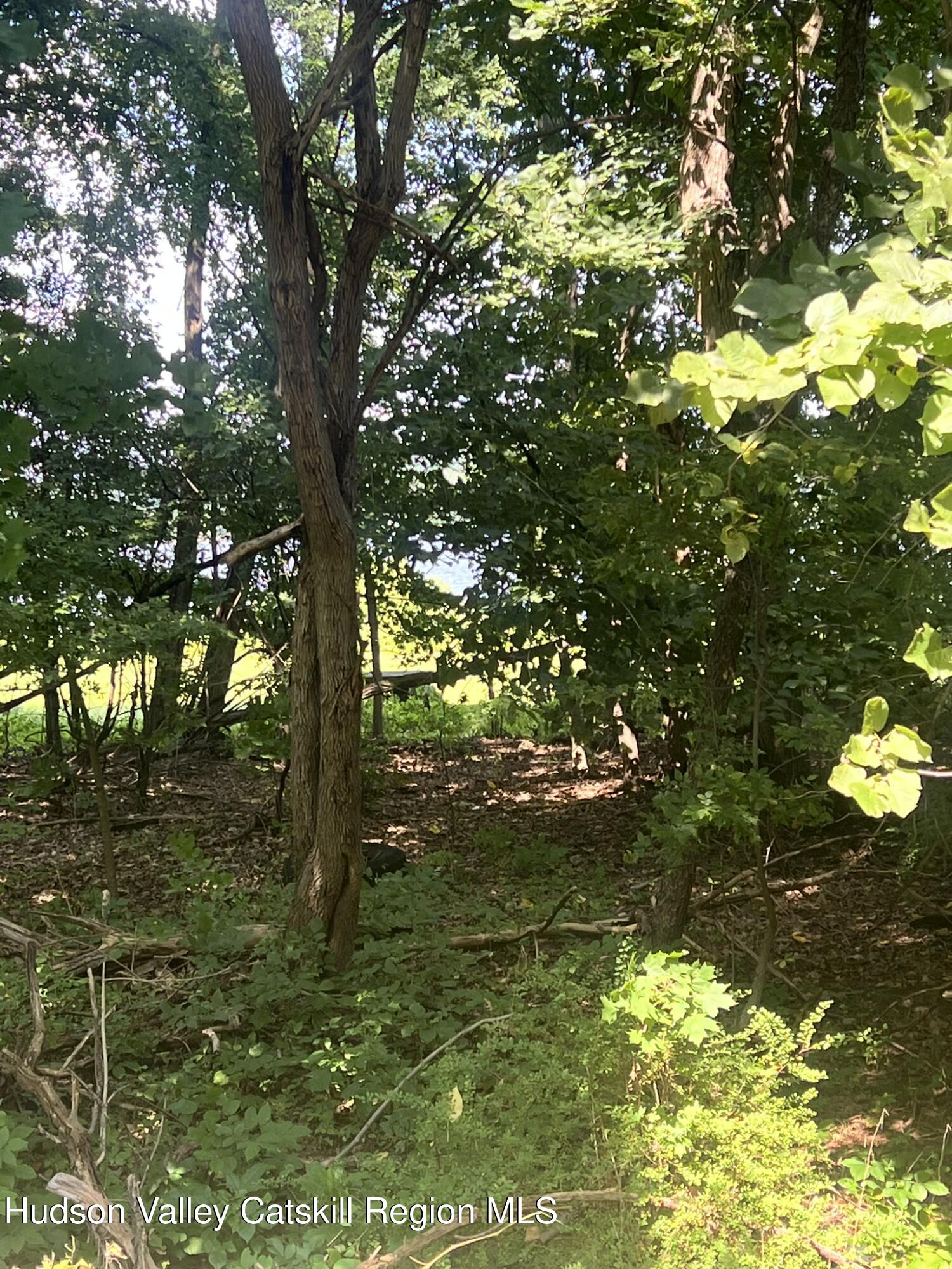 176 Greene Bedell Road Coxsackie, NY 12051 - Photo 4 of 6 a view of a tree