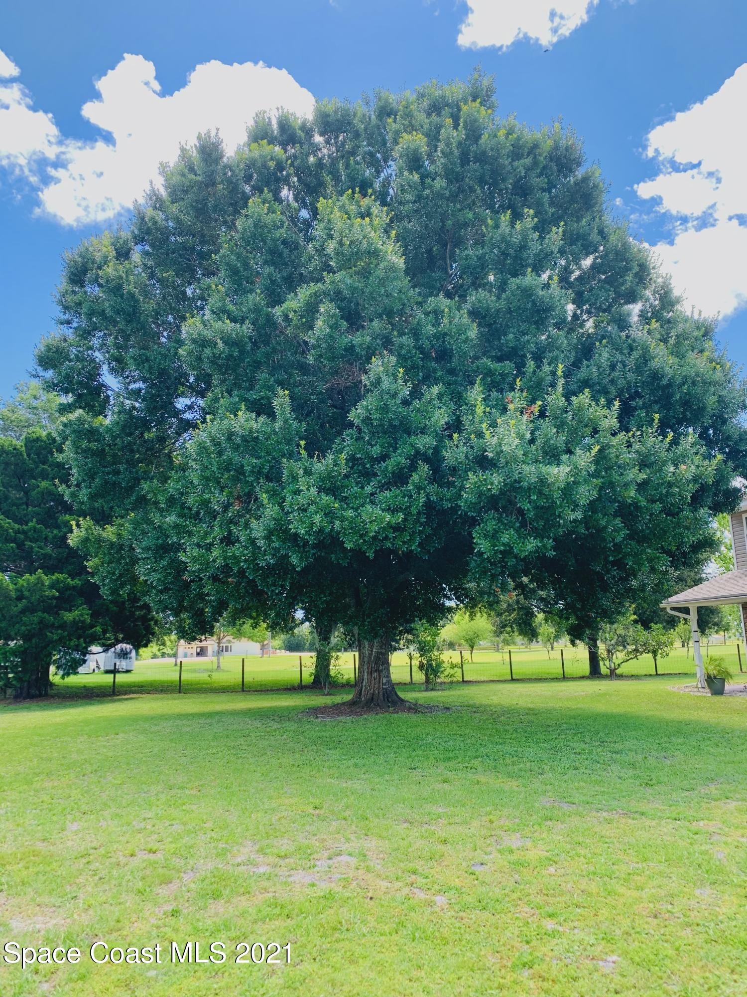 3155 Lionel Road Mims, FL 32754 - Photo 15 of 61 huge mature tree in front yard
