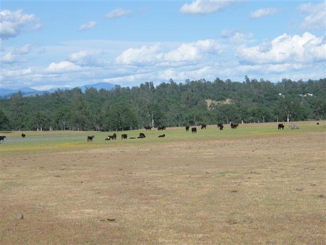 Lot 61 Hyrax Road Shingletown, CA 96088 - Photo 1 of 5 large meadow