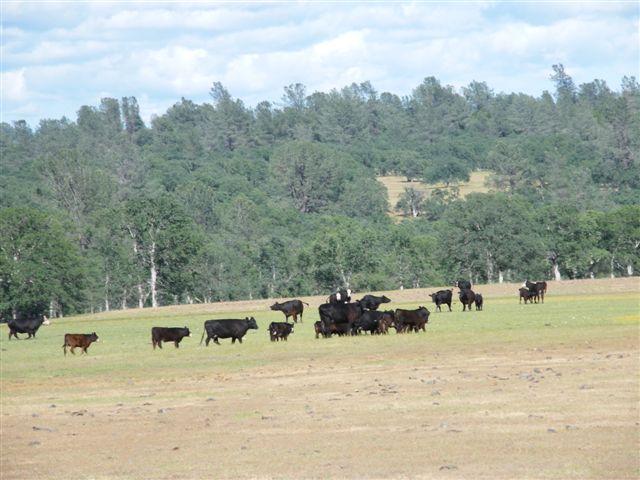 Lot 61 Hyrax Road Shingletown, CA 96088 - Photo 2 of 5 grazing