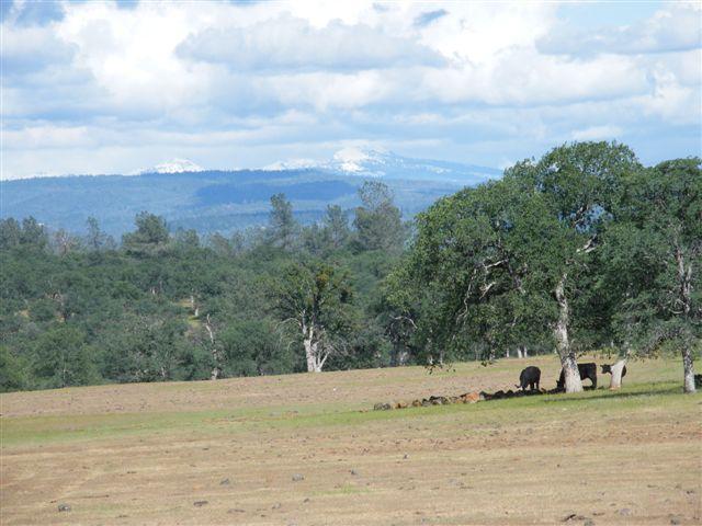 Lot 61 Hyrax Road Shingletown, CA 96088 - Photo 4 of 5 lot 61 B
