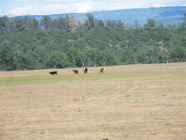 Lot 61 Hyrax Road Shingletown, CA 96088 - Photo 5 of 5 lot 61 C
