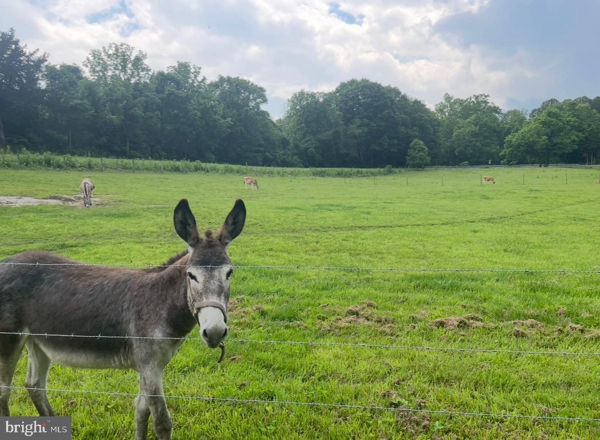 11183 Drogheda Mountain Road Culpeper, VA 22701 - Photo 55 of 60 a garden view with a seating space
