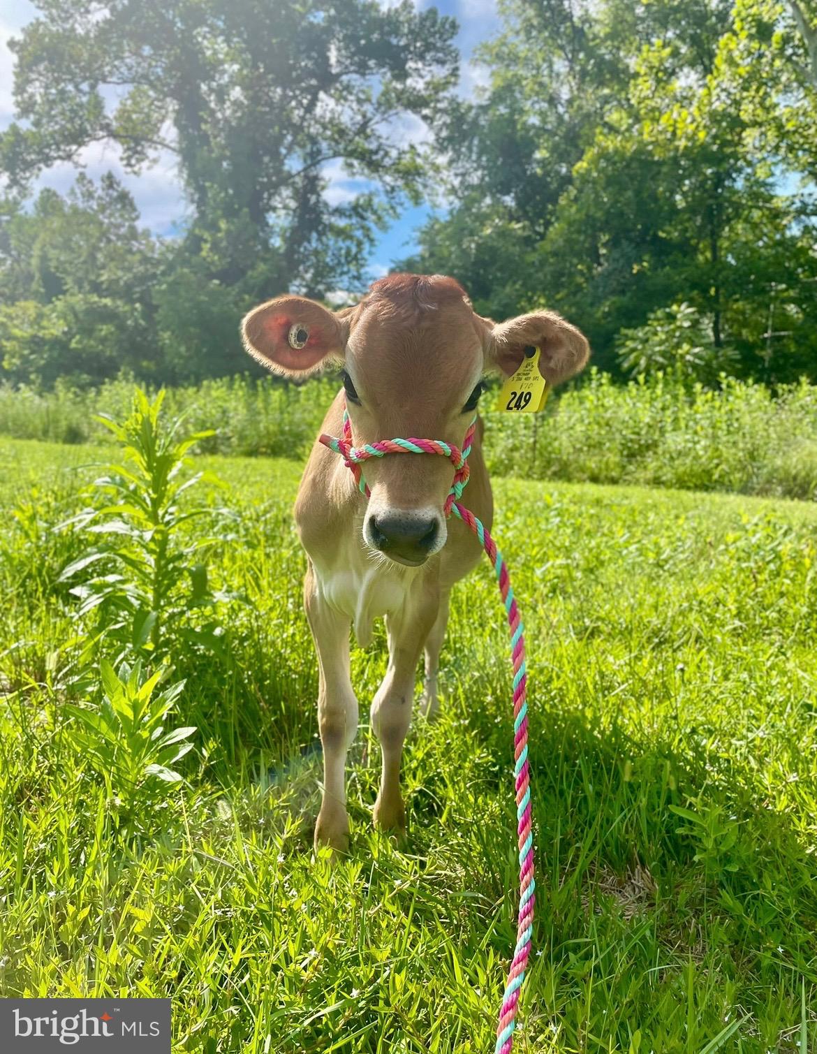 11183 Drogheda Mountain Road Culpeper, VA 22701 - Photo 56 of 60 a backyard of a house with table and chairs