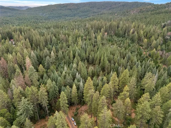 a view of a lush green forest with lush green forest