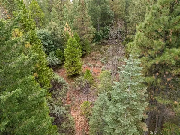 a view of a forest that has a tree