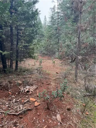 a view of a yard with a tree