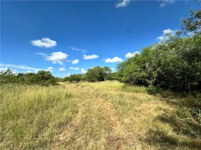a view of a tree with a yard