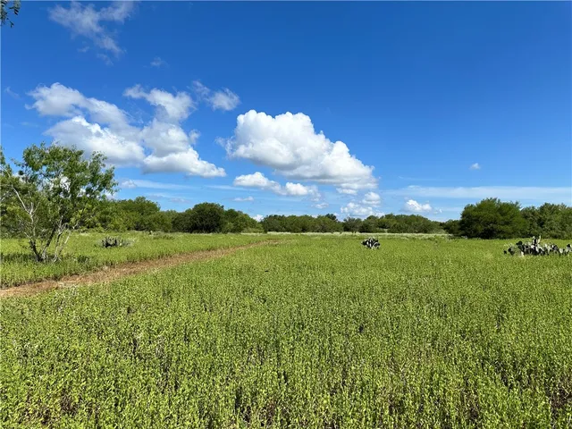 a view of a yard with plants and a large tree