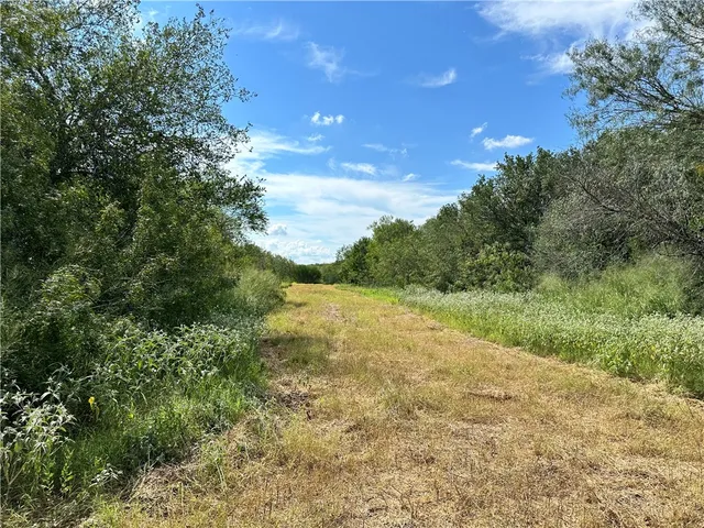 a view of a tree in a yard