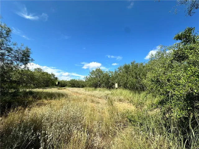 a view of a bunch of trees