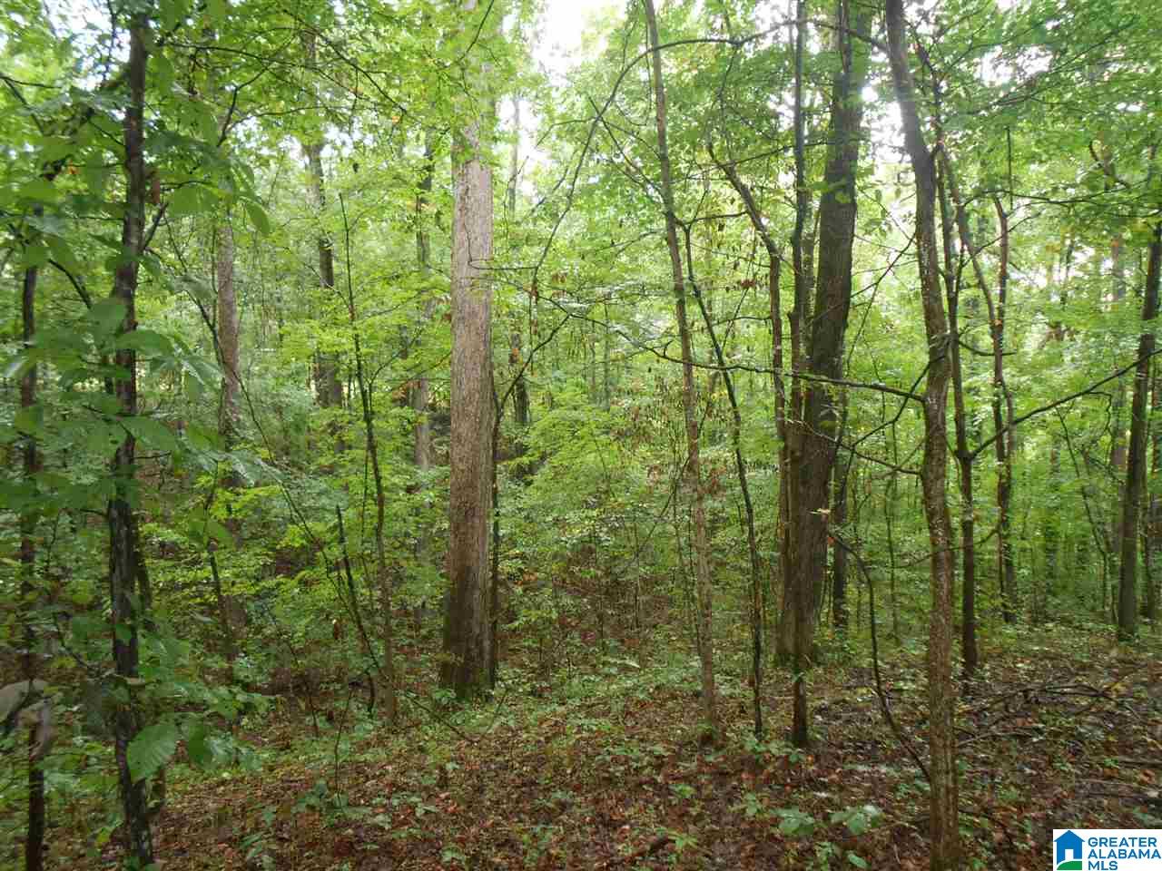 476 Brown Hill Road Steele, AL 35987 - Photo 13 of 18 Gallery Image 13