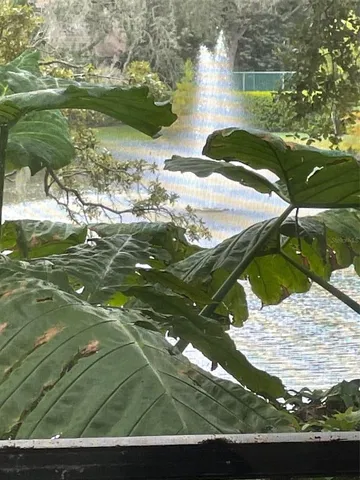 a view of a lake from a yard