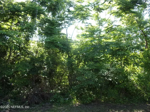 a view of a tree