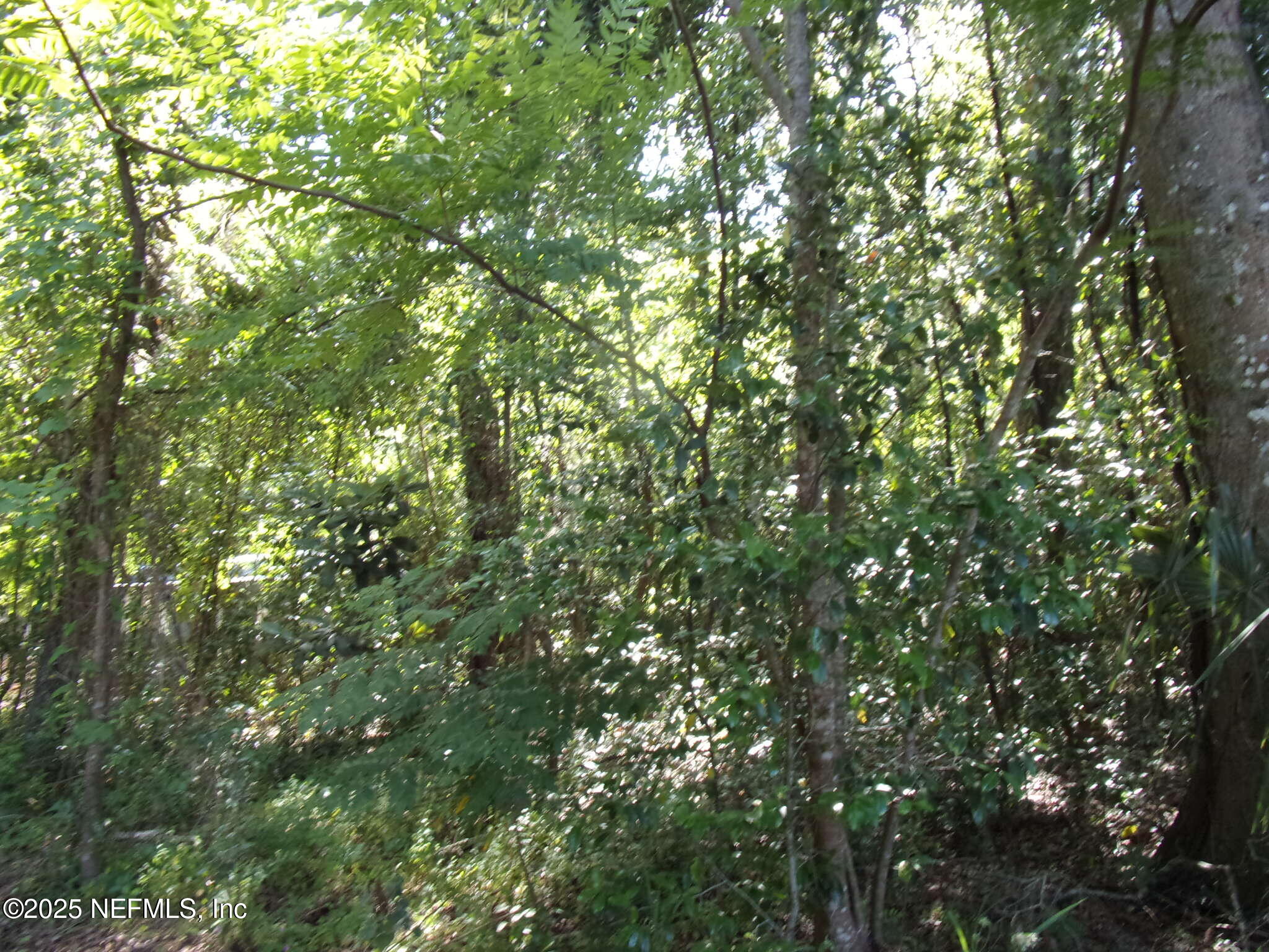 0 Edgemoor Trail Palatka, FL 32177 - Photo 3 of 11 a view of a tree