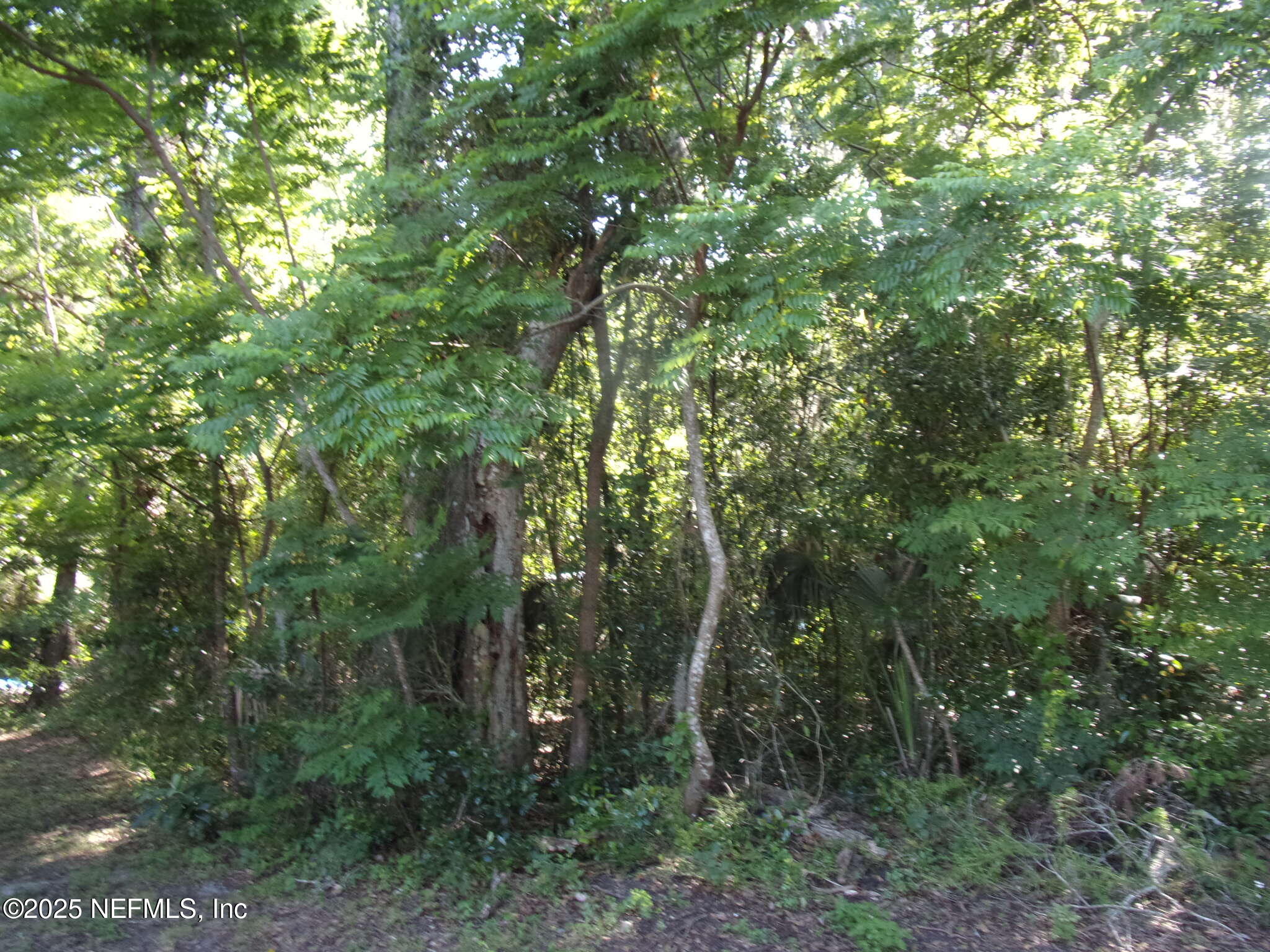 0 Edgemoor Trail Palatka, FL 32177 - Photo 6 of 11 a view of a forest with trees in the background