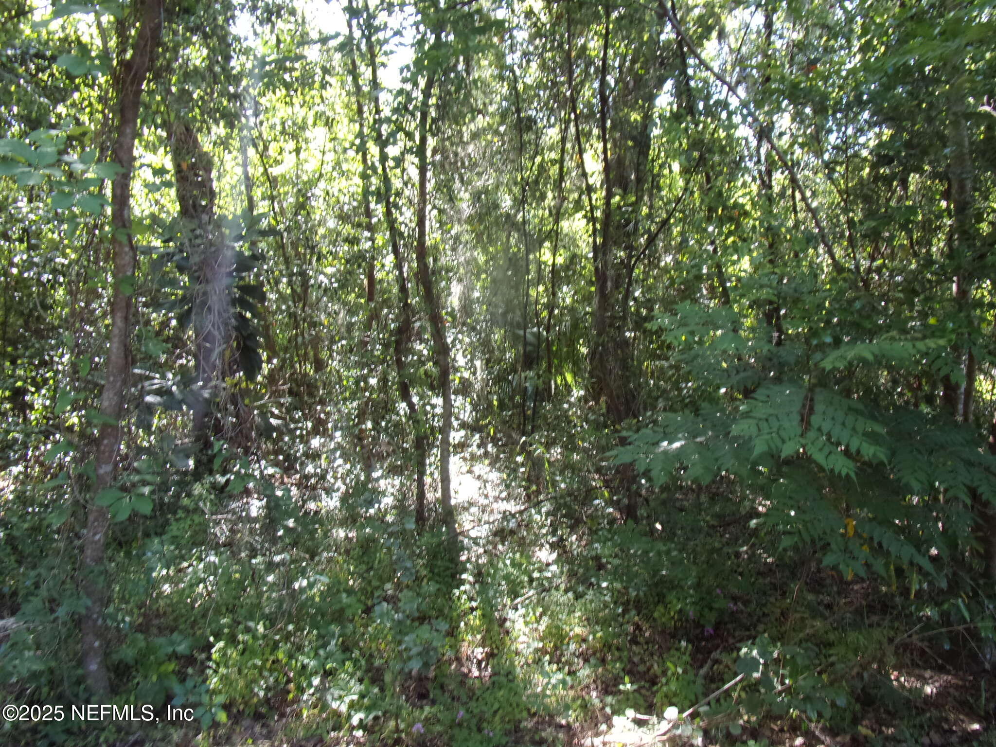 0 Edgemoor Trail Palatka, FL 32177 - Photo 7 of 11 a view of a tree in a yard